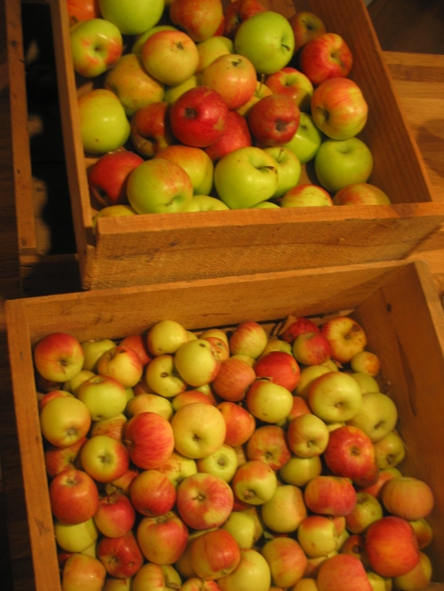 apple harvest '09